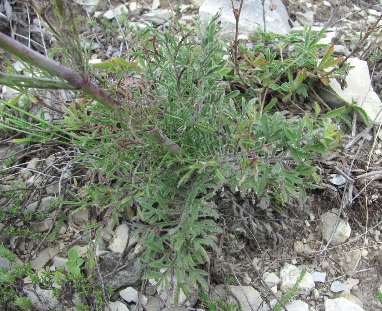 Image of Scabiosa bipinnata specimen.