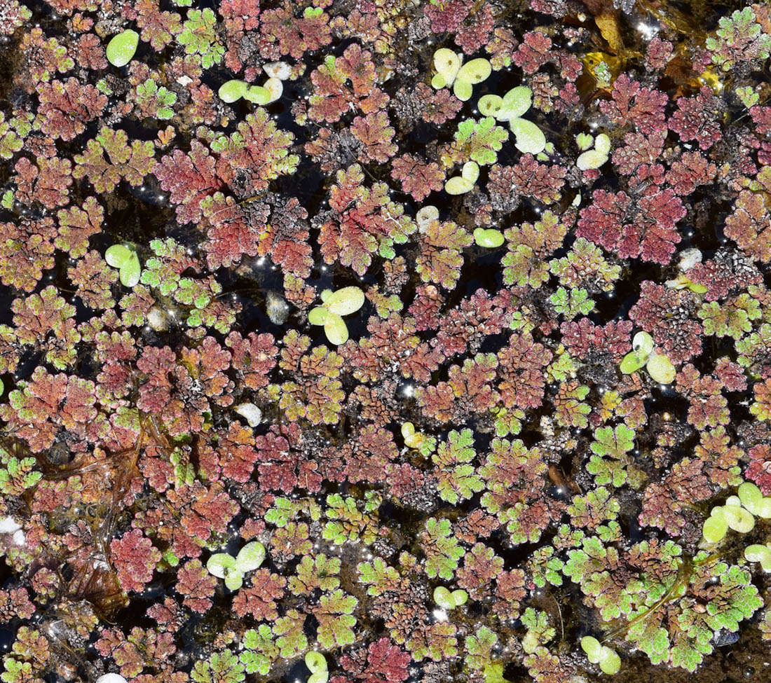 Изображение особи Azolla filiculoides.