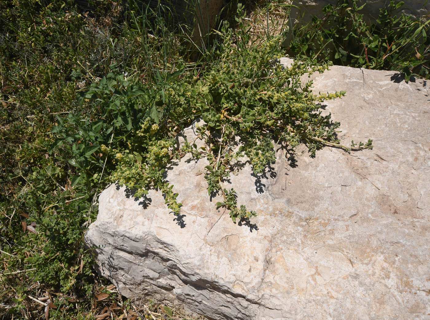 Image of Tetragonia decumbens specimen.