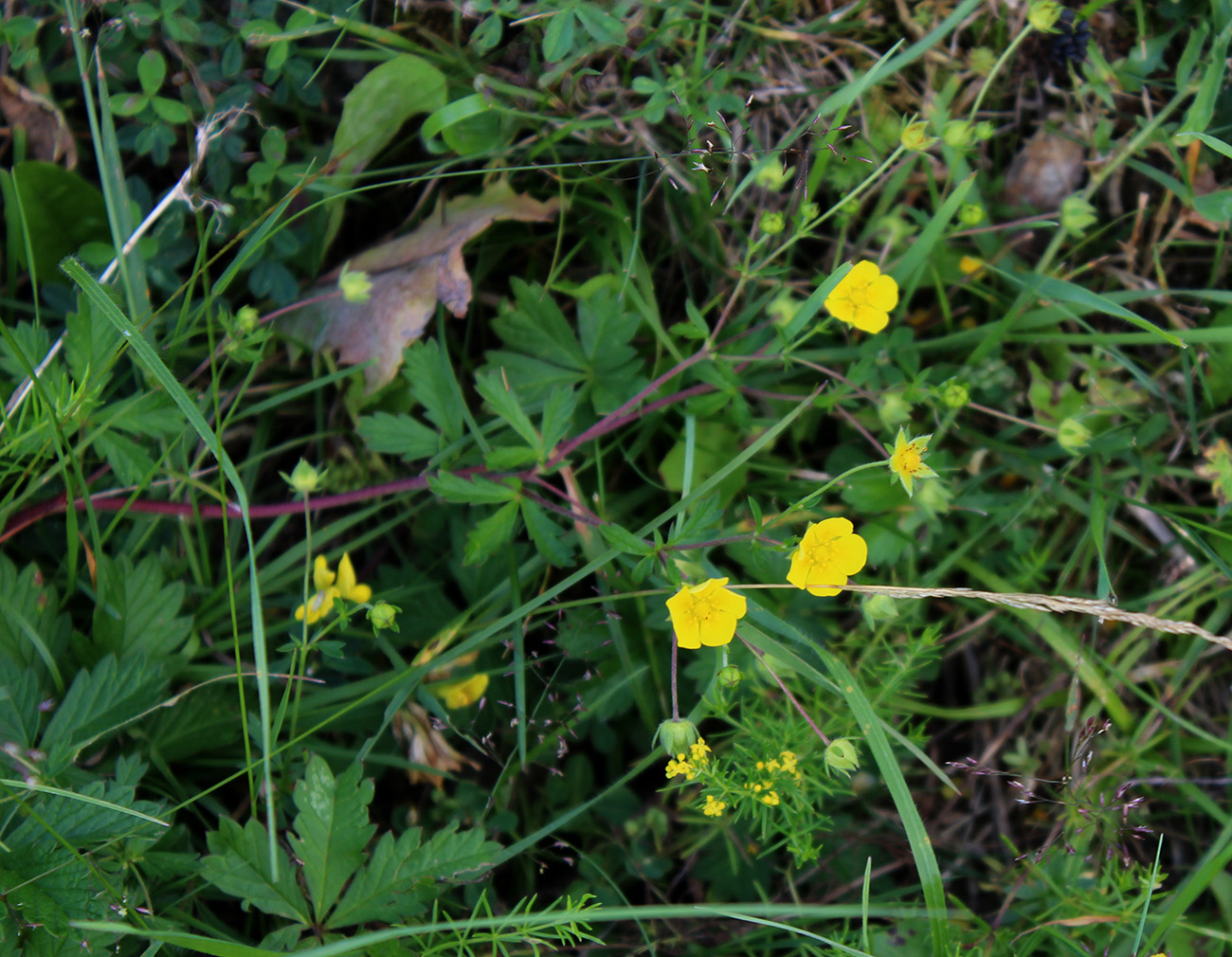 Image of genus Potentilla specimen.