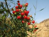 Rosa beggeriana. Ветвь с плодами. Казахстан, Западный Тянь-Шань, Киргизский хр., ущ. Кара-Арча, ≈ 1040 м н.у.м., на берегу ручья. 26 сентября 2019 г.