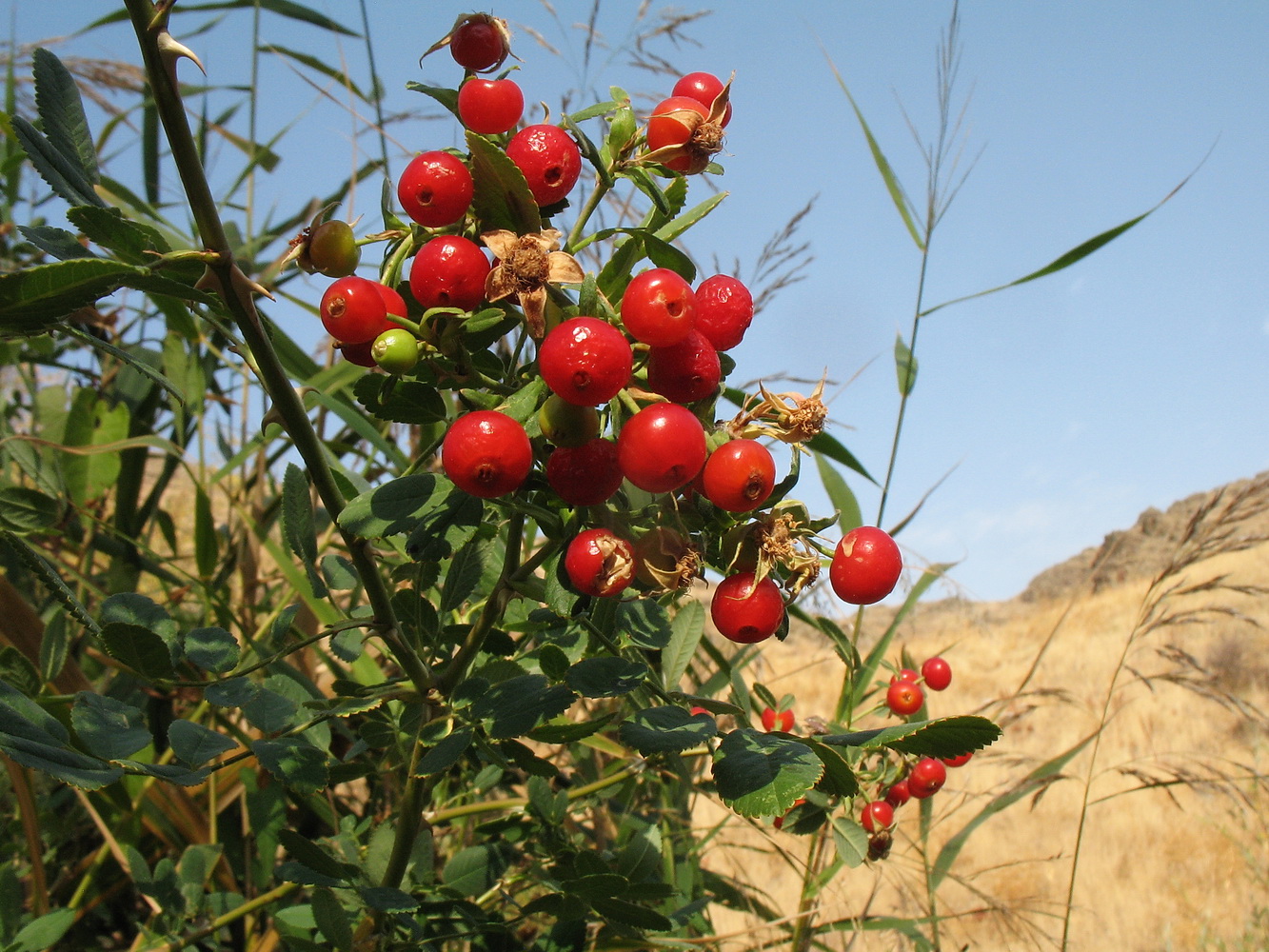 Image of Rosa beggeriana specimen.