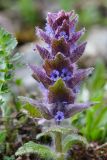 Ajuga orientalis. Соцветие. Краснодарский край, Мостовский р-н, окр. пос. Кировский, южный склон хребта Агиге в 1 км западнее горы Агиге (2311 м), 2135 м н.у.м., субальпийский луг. 22.05.2019.