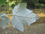 Populus alba
