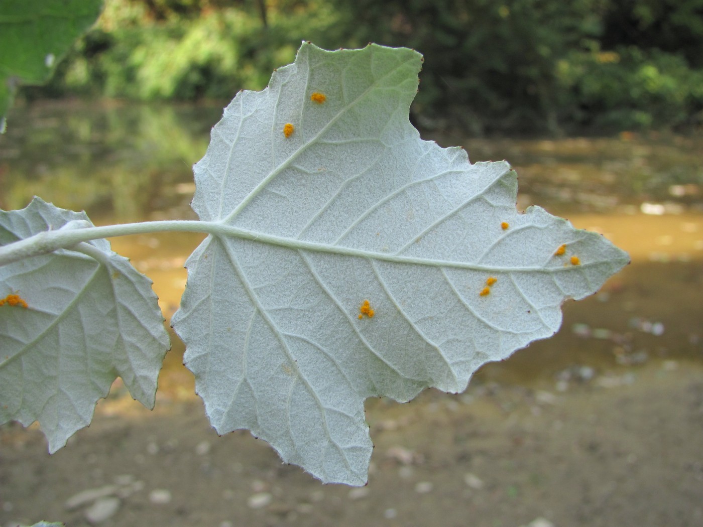 Изображение особи Populus alba.