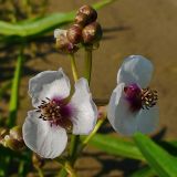 Sagittaria sagittifolia. Цветки и бутоны. Чувашия, окр. г. Шумерля, берег р. Сура, пески за понтонным мостом. 14 июля 2008 г.