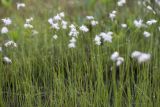 Eriophorum gracile