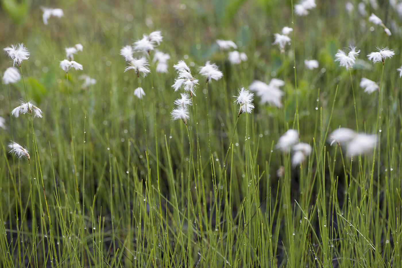 Изображение особи Eriophorum gracile.