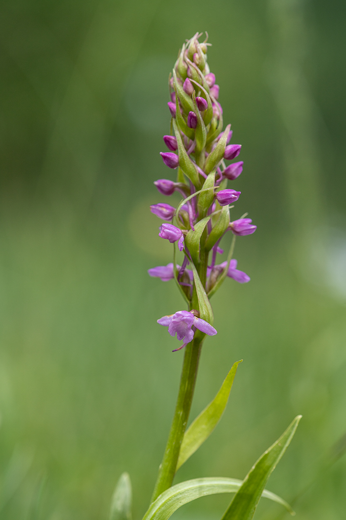 Изображение особи Gymnadenia conopsea.