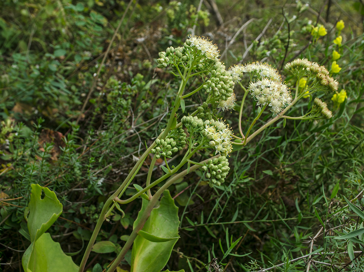 Image of Hylotelephium caucasicum specimen.