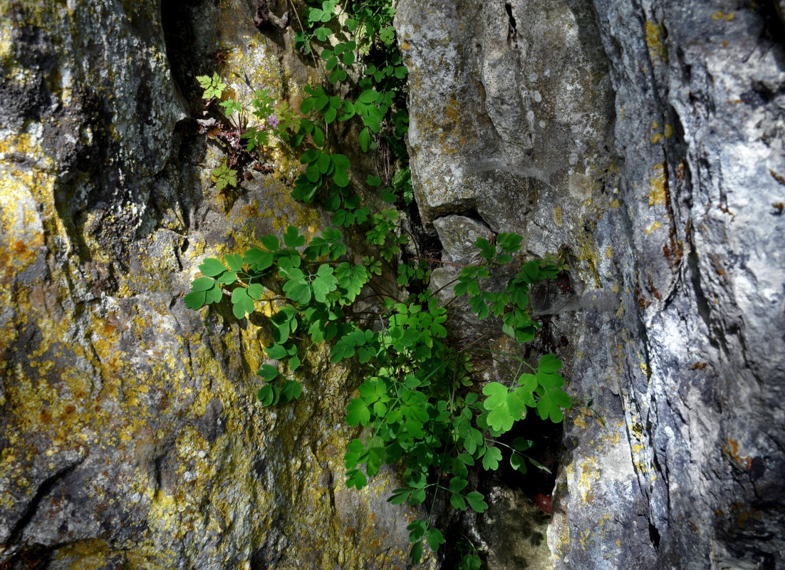 Image of familia Fumariaceae specimen.