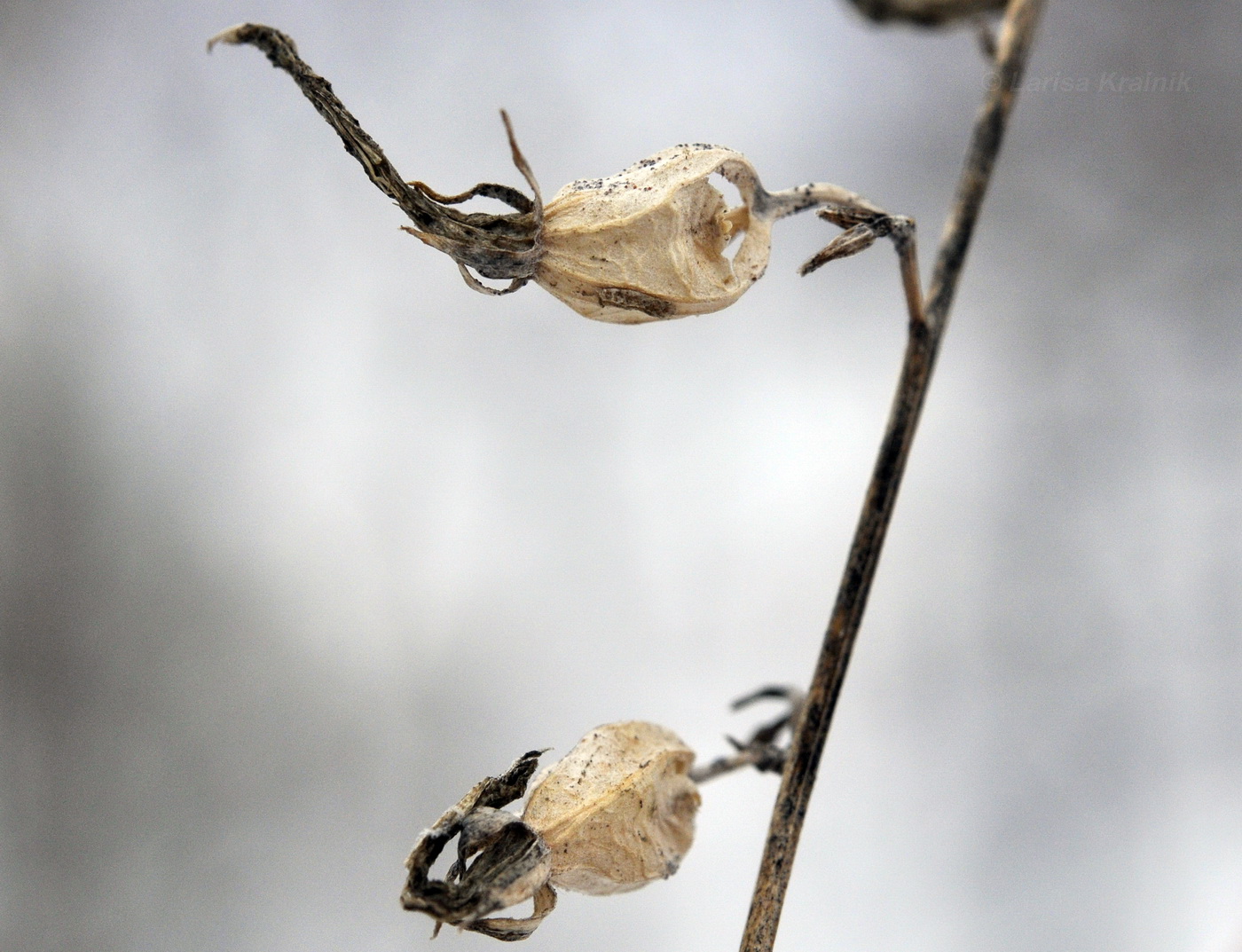 Image of Adenophora pereskiifolia specimen.