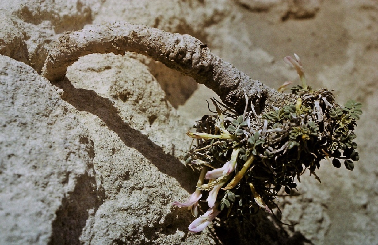 Image of Astragalus paradoxus specimen.