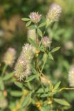 Trifolium arvense