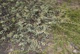 Waltheria indica