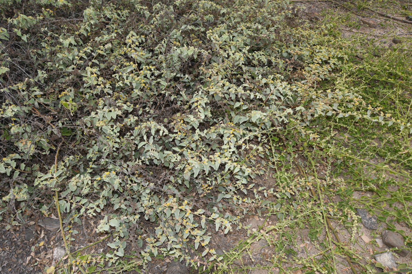 Image of Waltheria indica specimen.