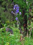 Polemonium caeruleum
