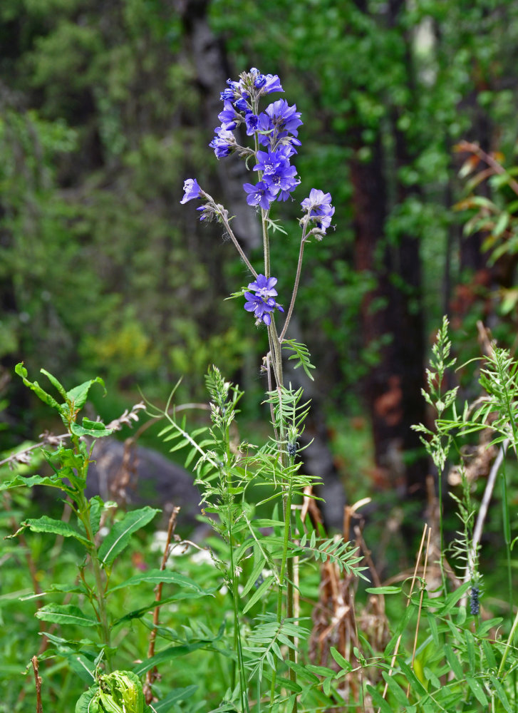 Image of Polemonium caeruleum specimen.