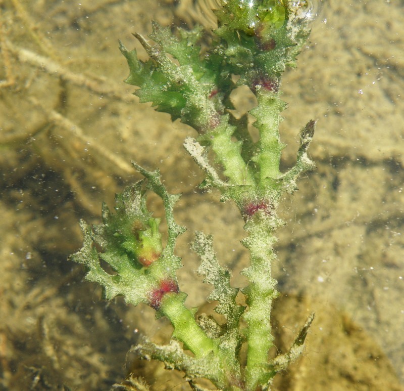 Image of Najas marina ssp. aculeolata specimen.