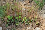 Pyrola chlorantha