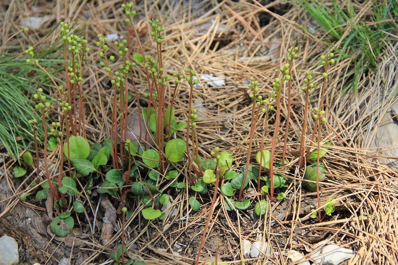 Image of Pyrola chlorantha specimen.