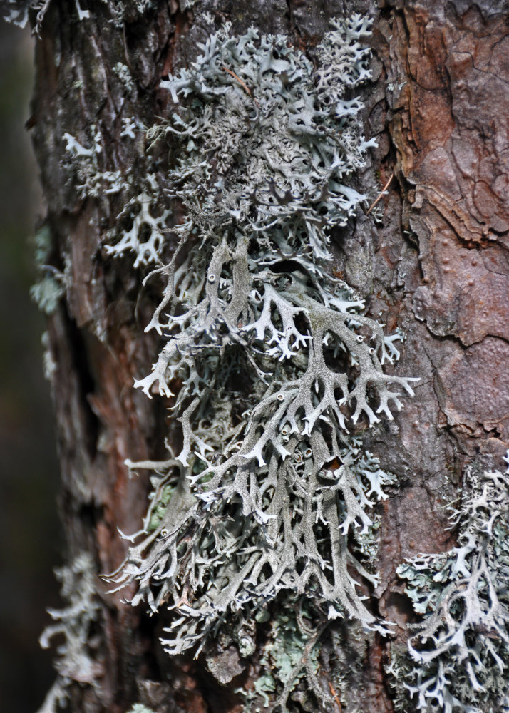 Image of familia Parmeliaceae specimen.