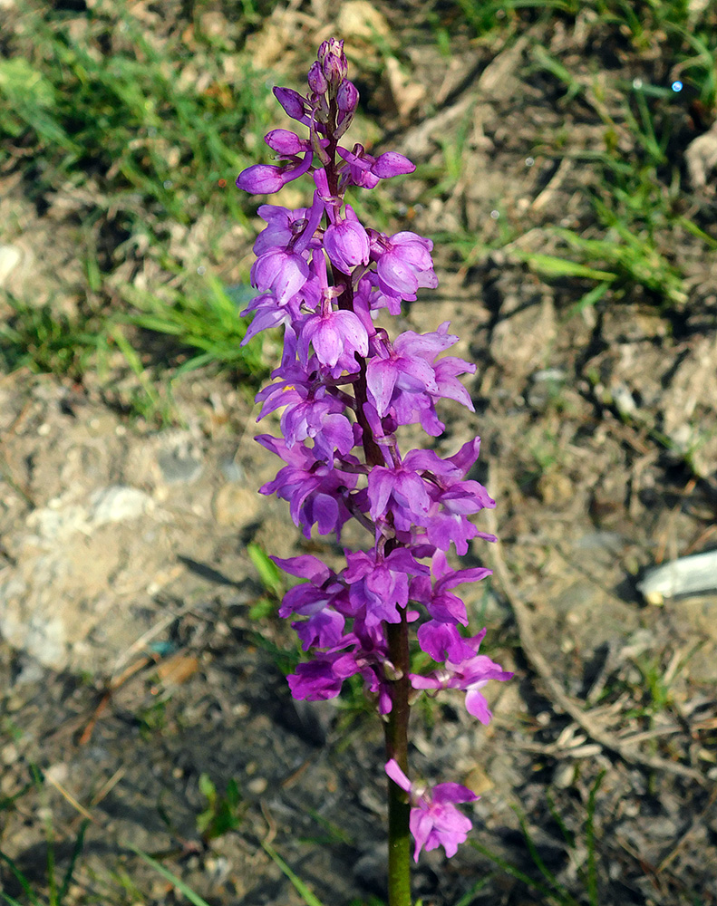 Изображение особи Orchis mascula.