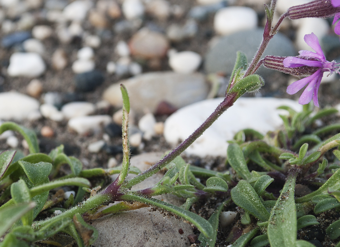 Image of Silene discolor specimen.