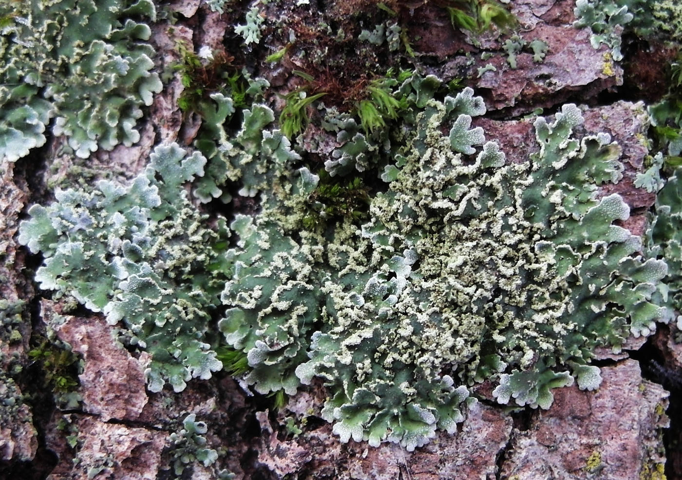 Image of Physconia perisidiosa specimen.