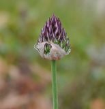 Allium junceum
