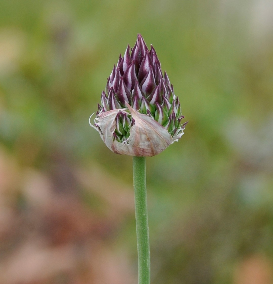 Image of Allium junceum specimen.