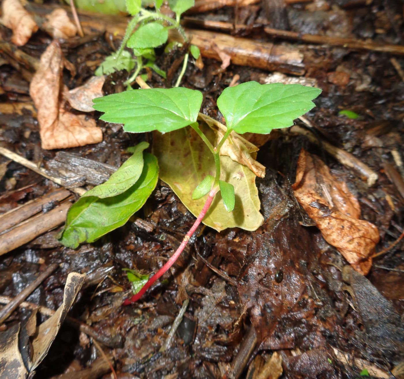 Image of Viburnum opulus specimen.