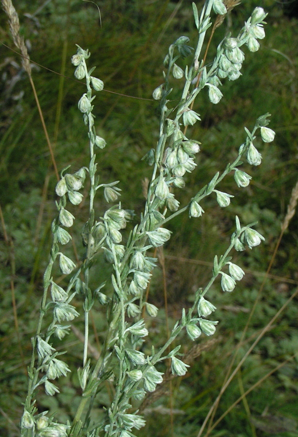 Image of Artemisia frigida specimen.