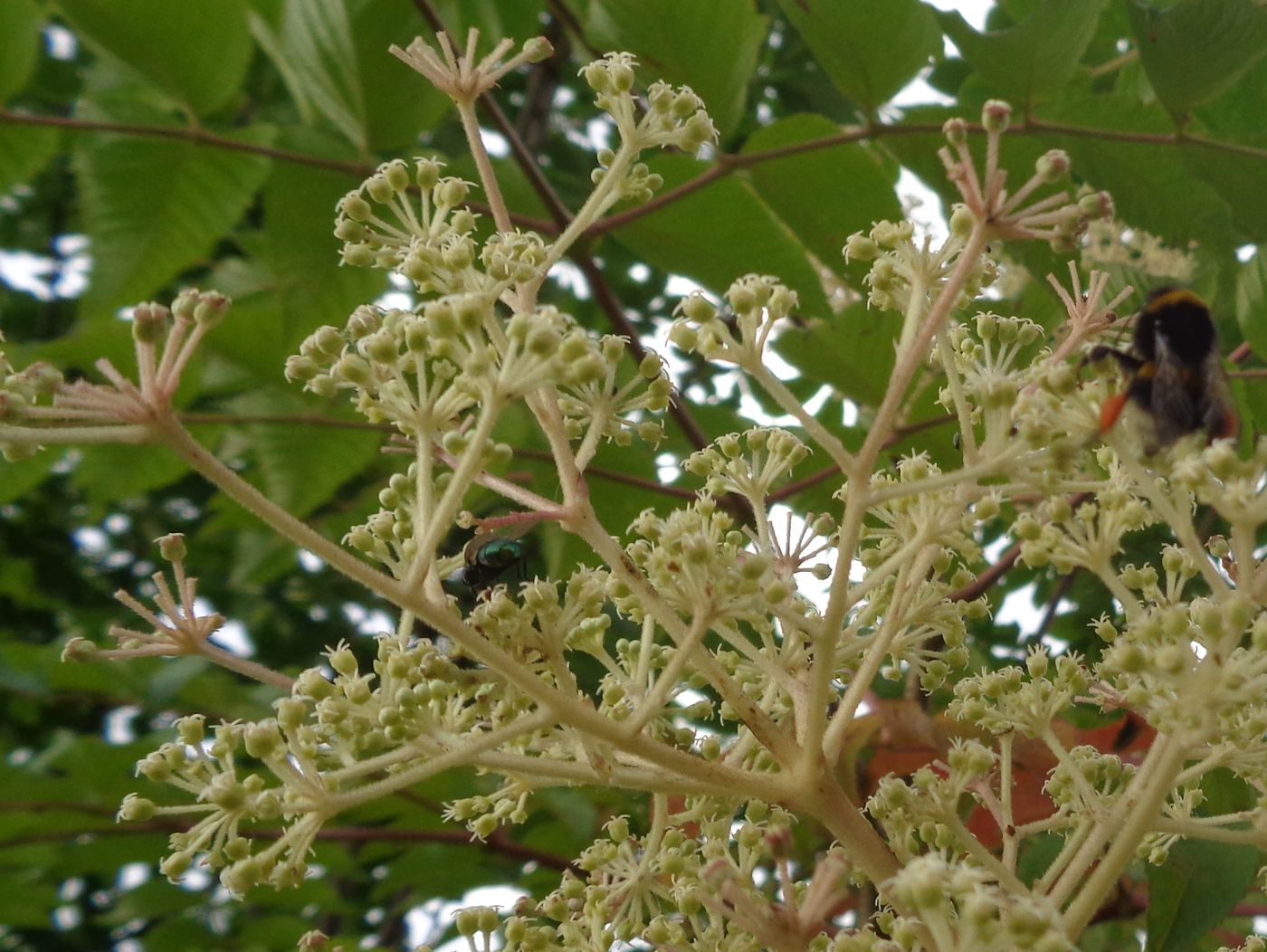 Image of Aralia elata specimen.