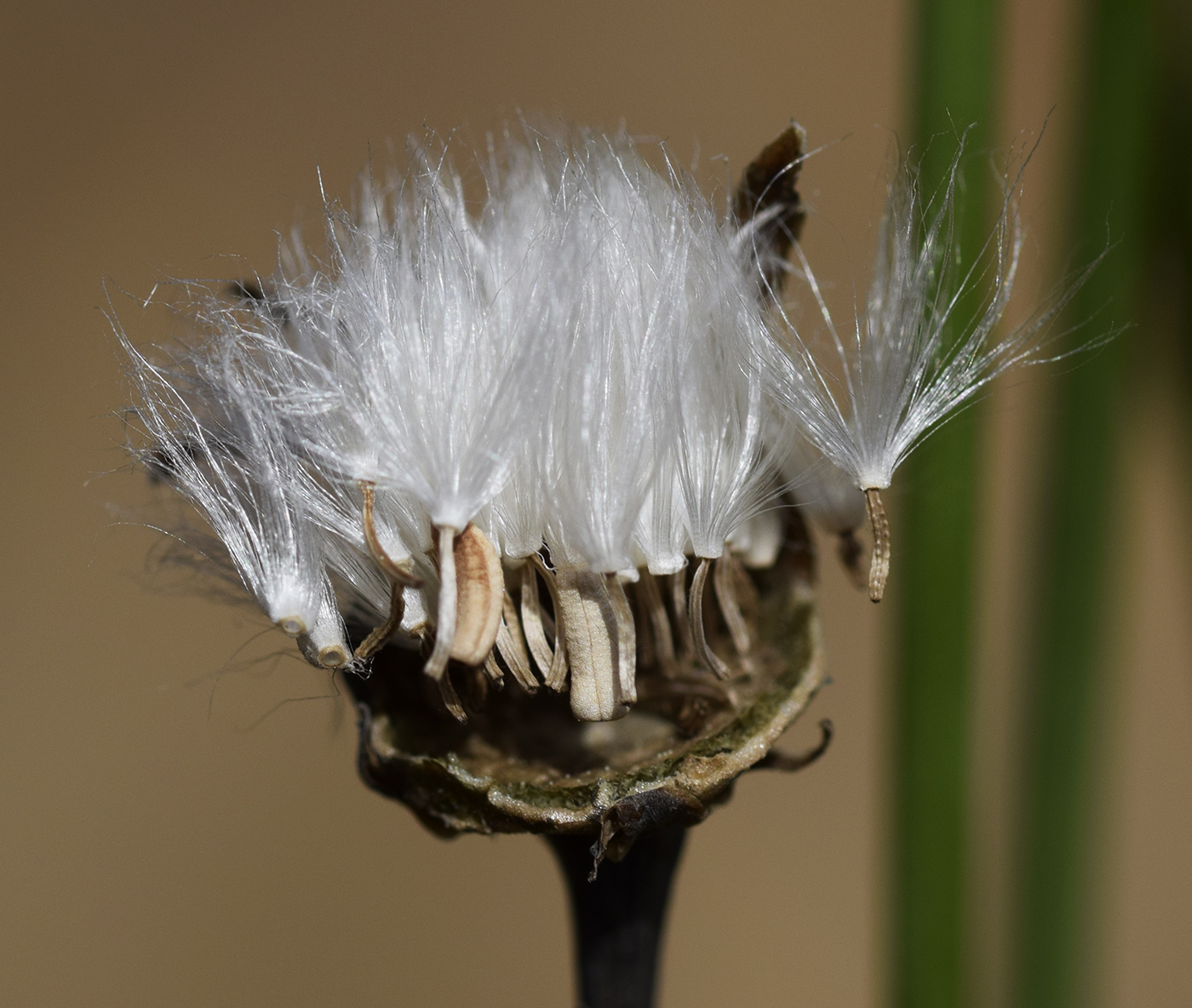 Image of Reichardia picroides specimen.