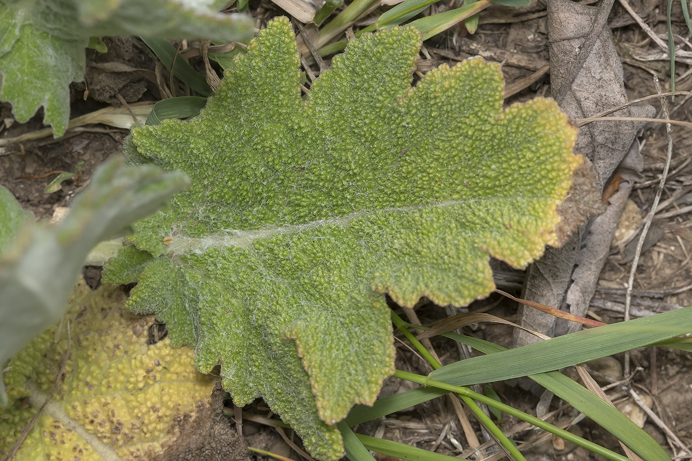 Image of Salvia aethiopis specimen.