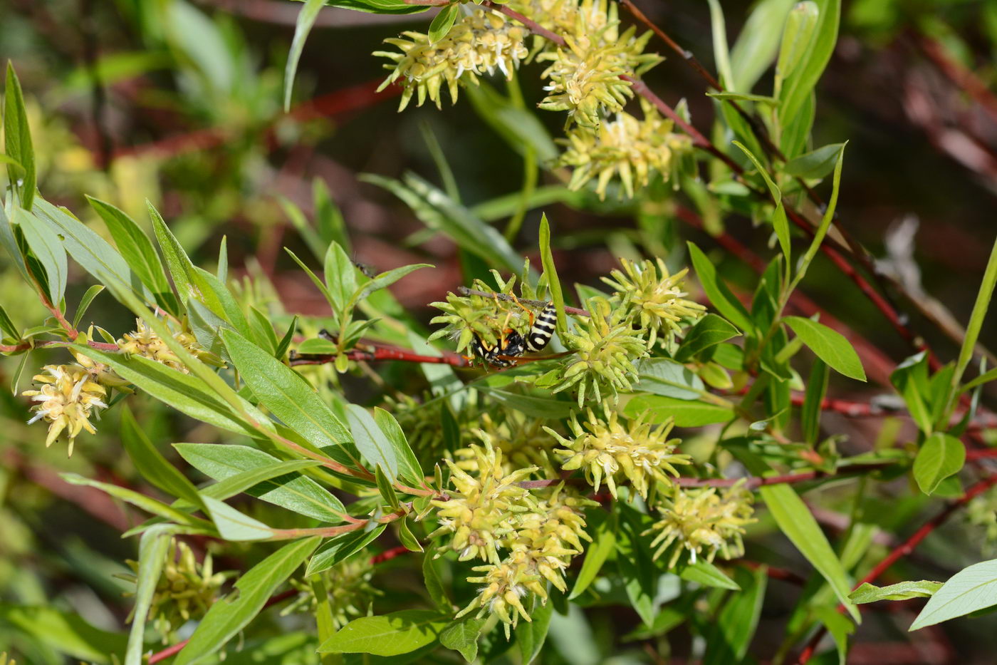 Image of Salix vinogradovii specimen.