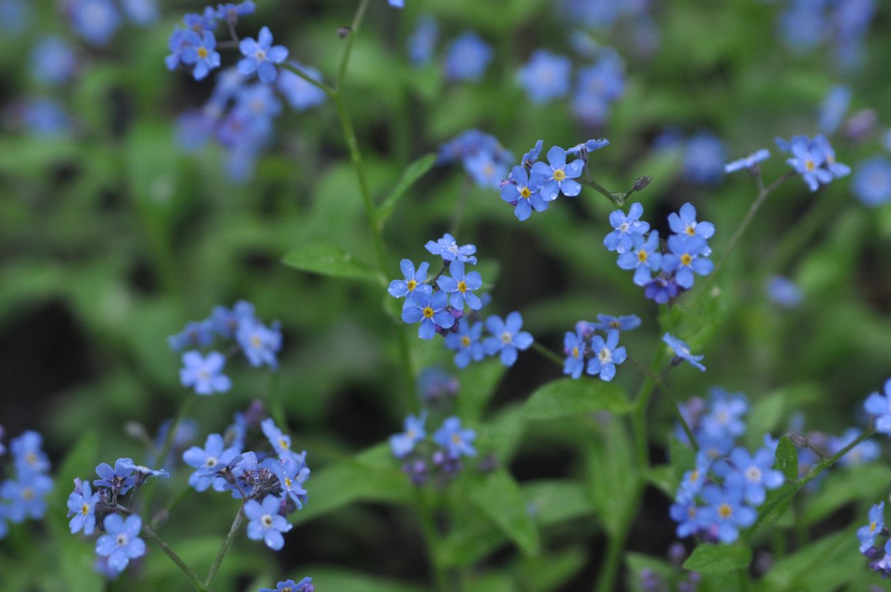 Image of Myosotis sylvatica specimen.