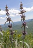 genus Stachys