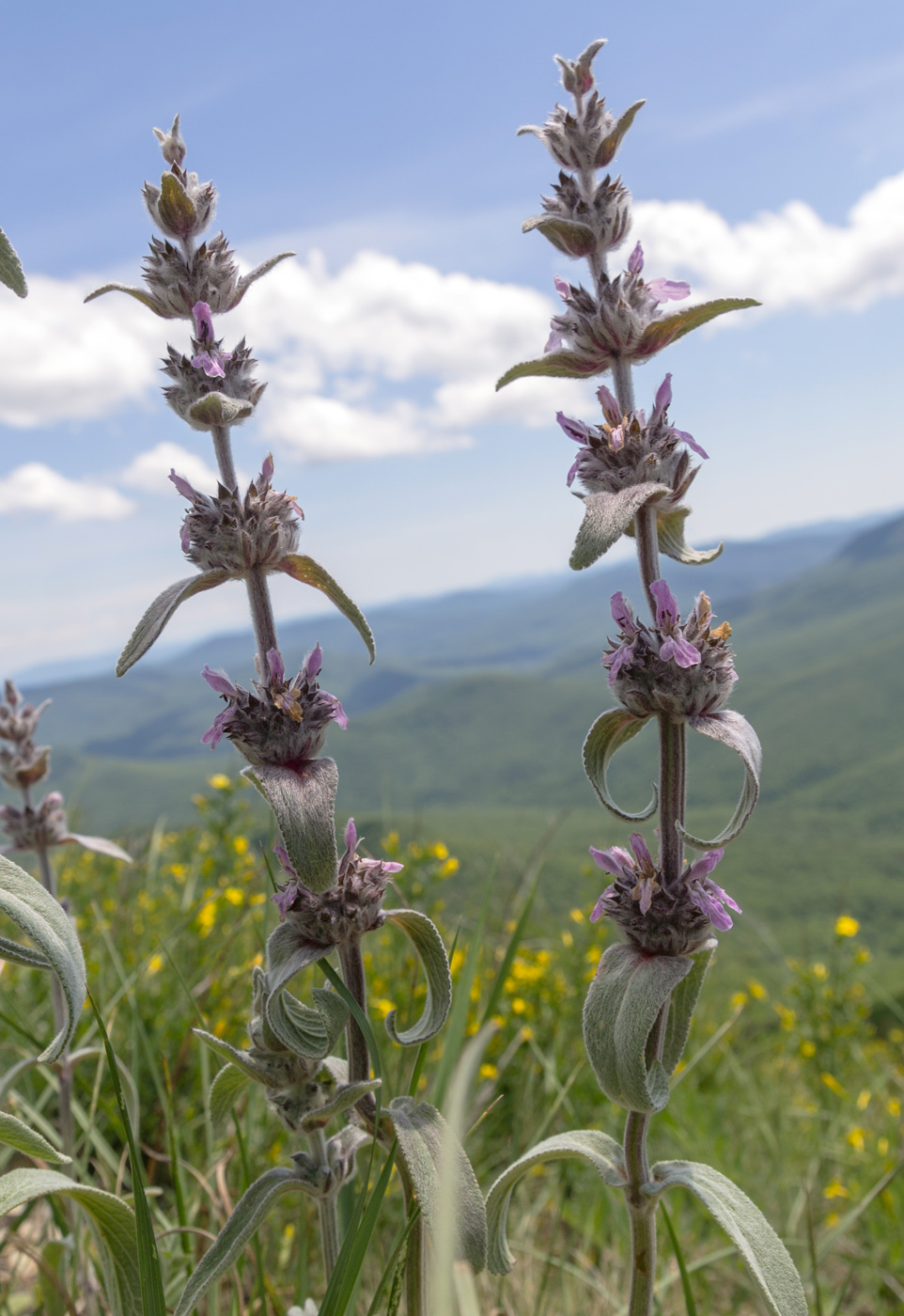 Изображение особи род Stachys.