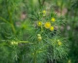 Tripleurospermum inodorum. Верхушка растения с распускающимися соцветиями. Пермский край, г. Пермь, Кировский р-н, клумба у жилого дома, сорное. 18.06.2020.