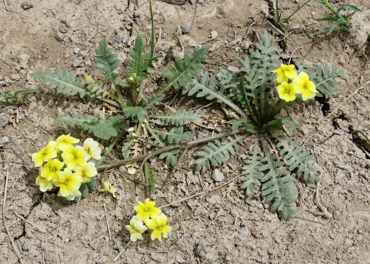 Изображение особи Chorispora macropoda.