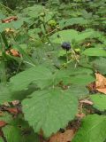 Rubus caesius. Плодоносящее растение. Крым, Байдарская долина. 30 августа 2010 г.