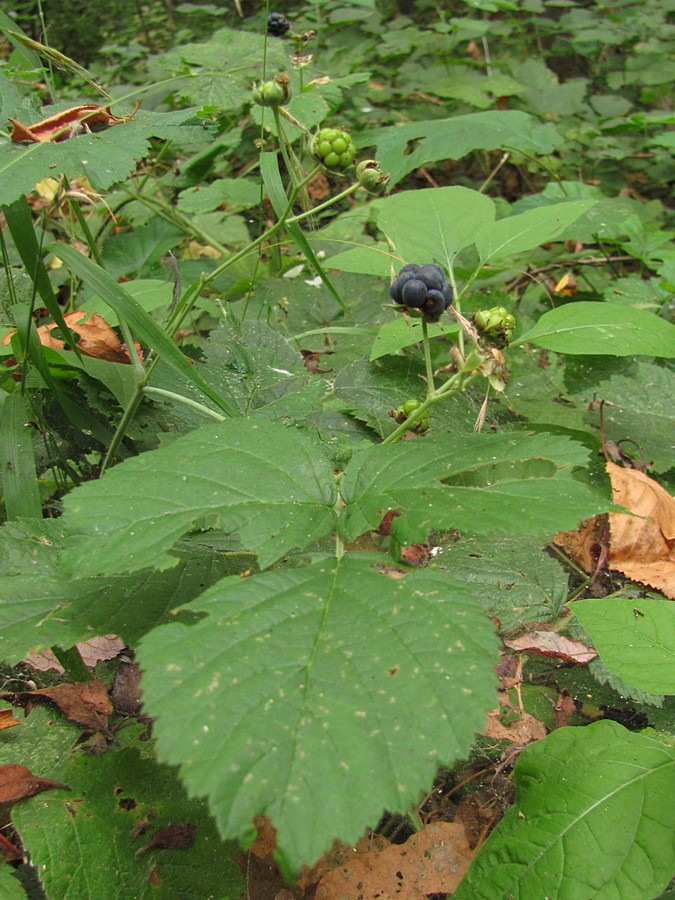 Изображение особи Rubus caesius.