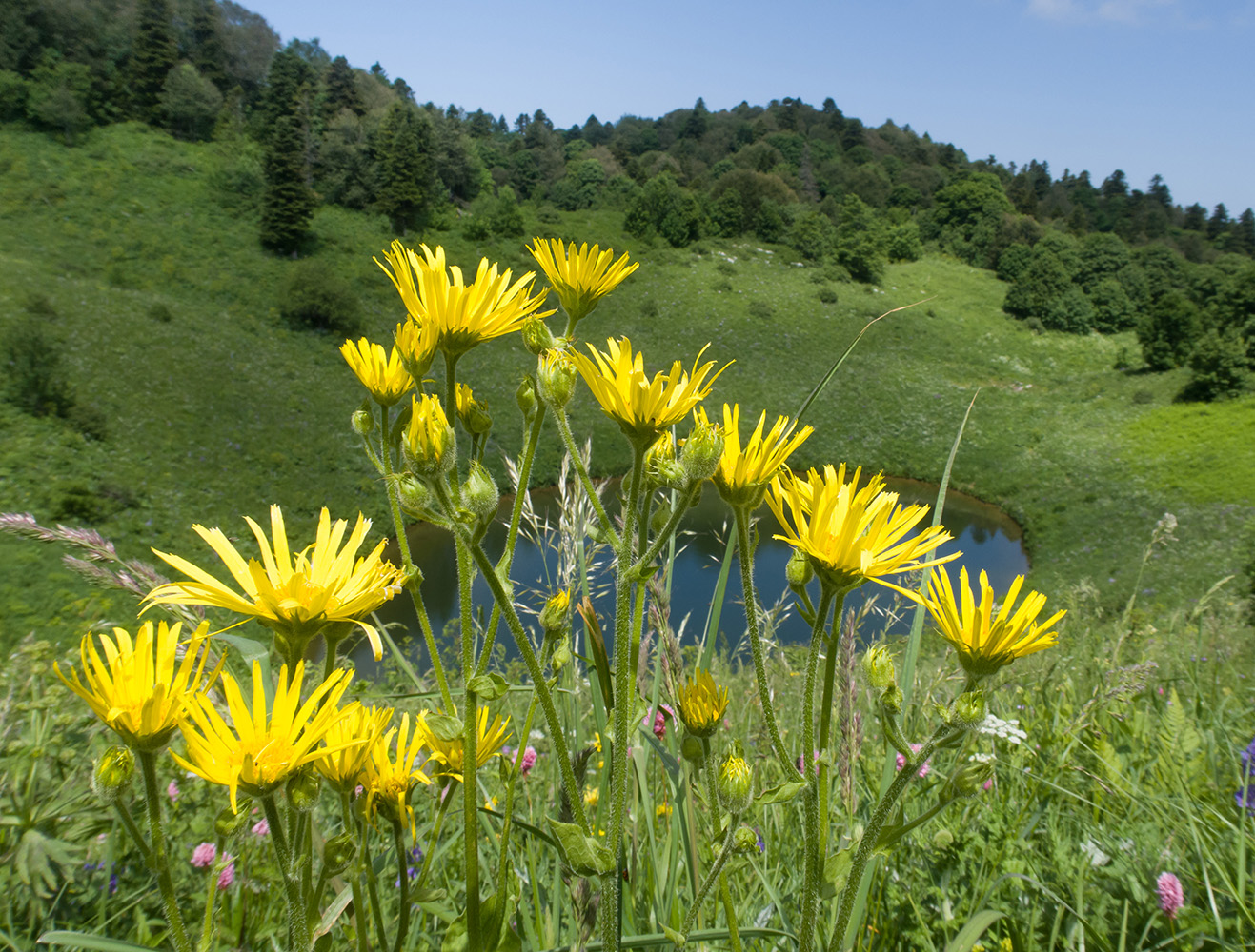 Image of Doronicum macrophyllum specimen.