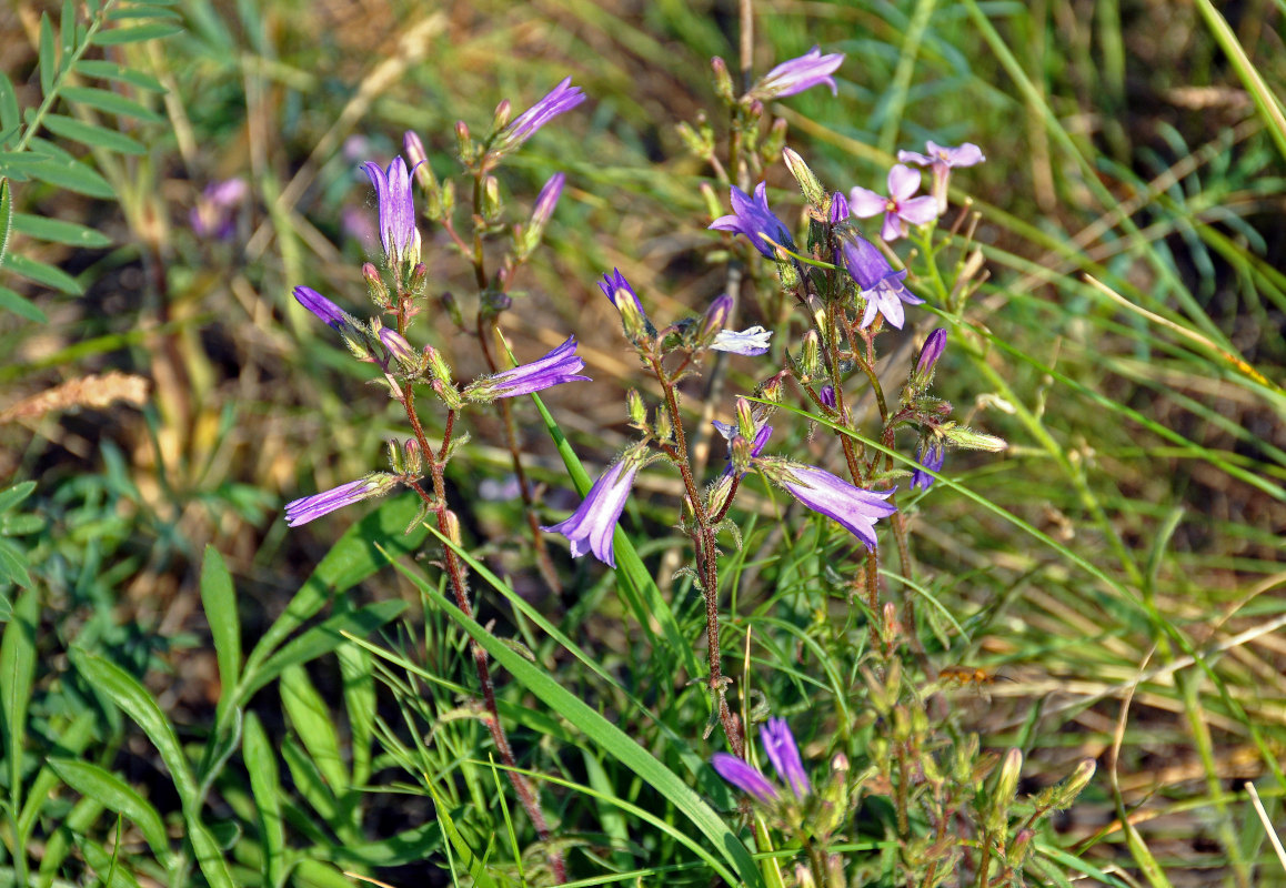 Изображение особи Campanula sibirica.