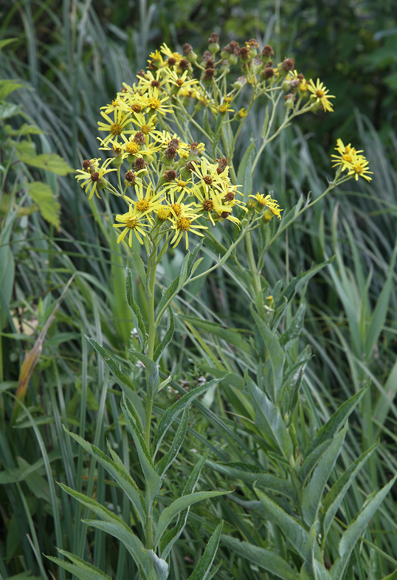 Image of Senecio paludosus specimen.