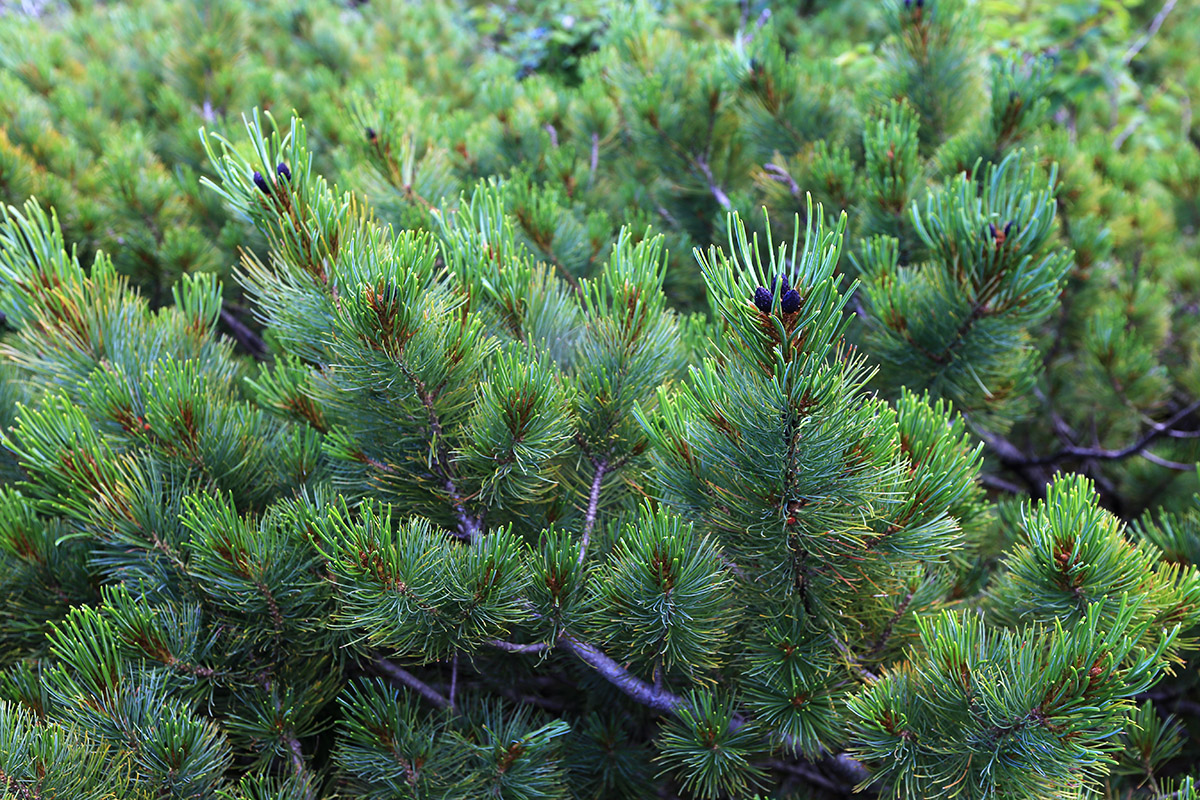 Image of Pinus pumila specimen.