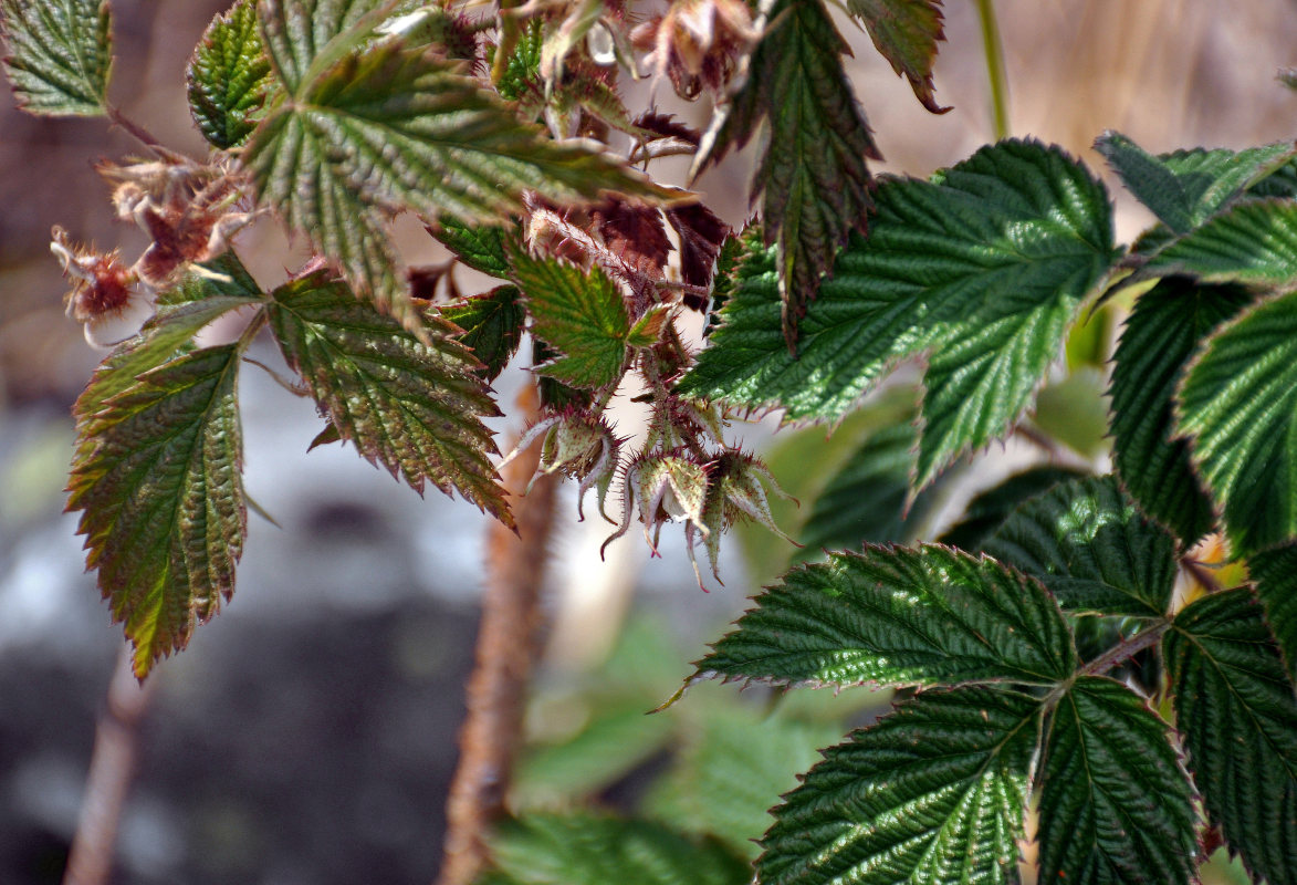 Изображение особи Rubus matsumuranus.