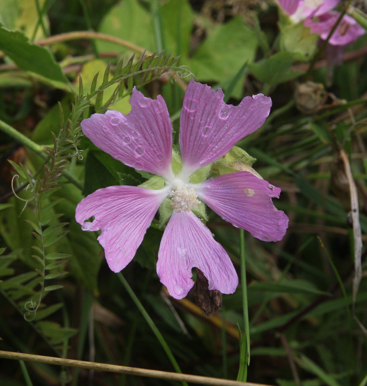 Image of Malva thuringiaca specimen.